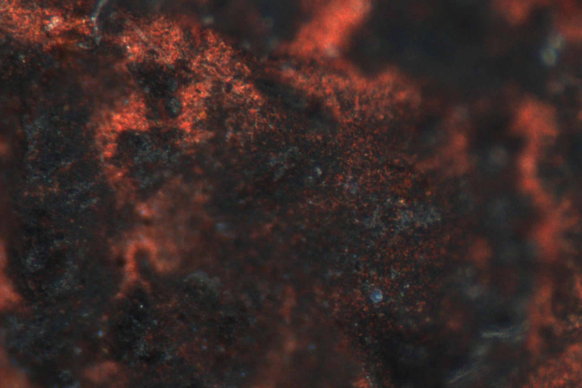 Image: Rust-pitted skin, microscopic images of hand-forged steel, dimensions variable.
